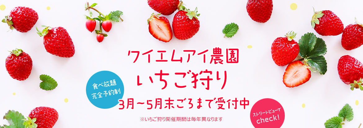 ワイエムアイ農園いちご狩り　2月～5月末ごろまで受付中　富山県富山市/コシヒカリ/農業法人